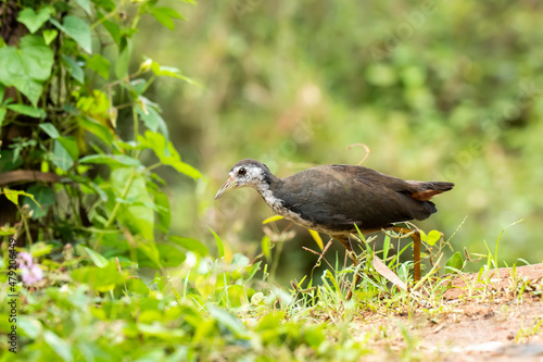 A white breasted waterhen feeding on crumbs on the ground near a pool of water on the outskirts of Bangalore