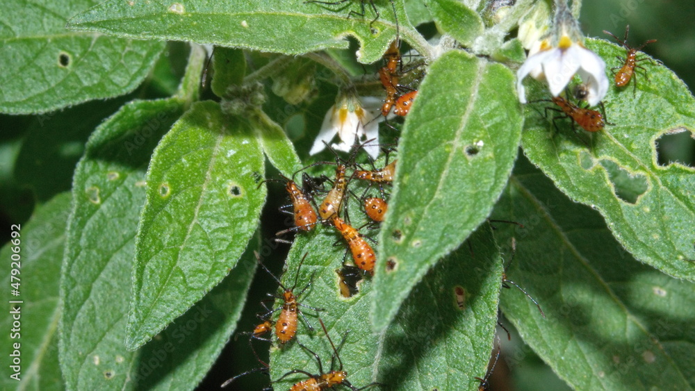 Leaf-footed bug nymphs in Cotacachi, Ecuador Leaf-footed bug nymphs in Cotacachi, Ecuador
