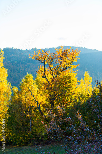 Fototapeta Naklejka Na Ścianę i Meble -  Autumn landscape in the mountains