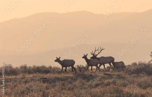 Fototapeta Naklejka Na Ścianę i Meble -  Bull and Cow Elk in the Rut in Autumn in Grand Teton National Park Wyoming