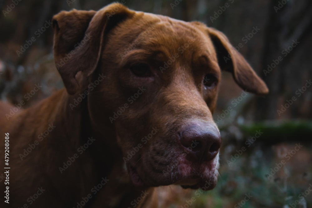 Brown wild and frendly good looking big dog in nature posing with his nose and face perfectly in focus