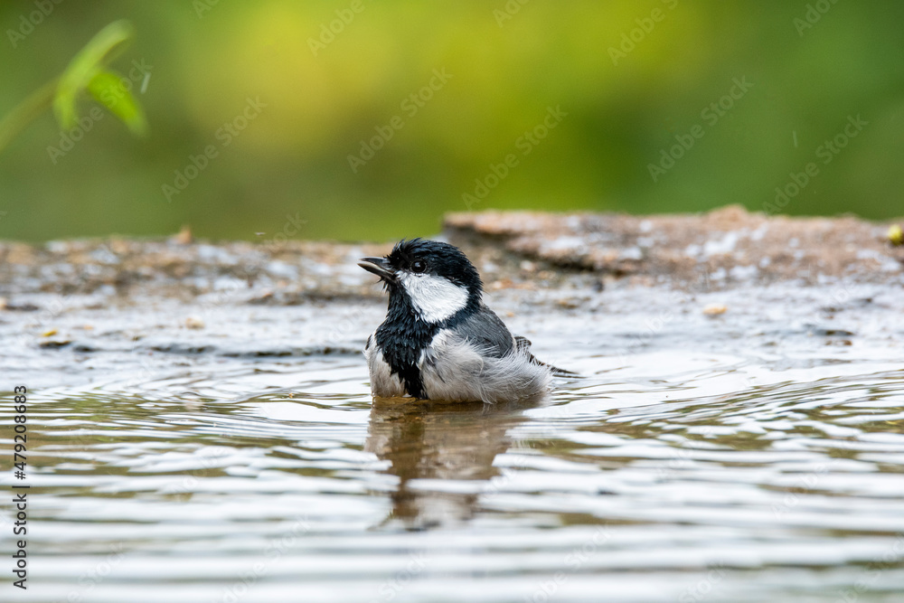 A great tit bird taking bath in a pool of water on the outskirts of Bangalore A great tit bird taking bath in a pool of water on the outskirts of Bangalore