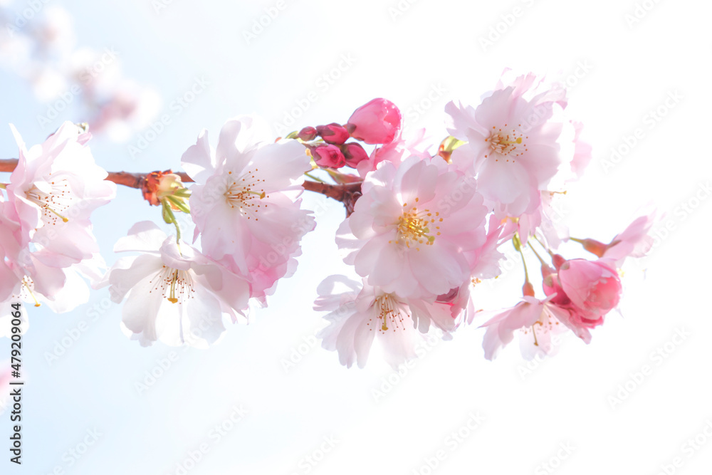Naklejka premium Deutschland; Blüten einer Zierkirsche
