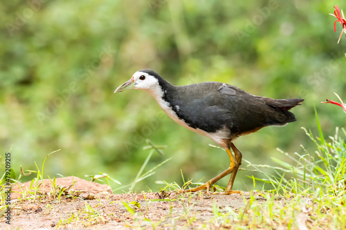 A white breasted waterhen feeding on crumbs on the ground near a pool of water on the outskirts of Bangalore