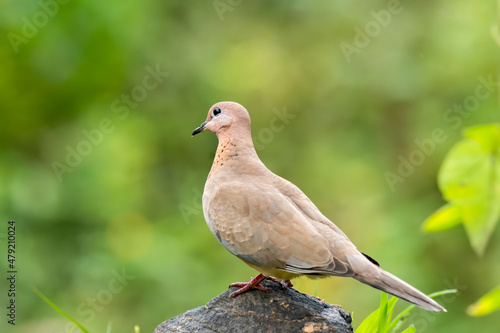 A laughing dove sitting on a small branch of a bush on the outskirts of Bangalore on a cloudy day © Chaithanya