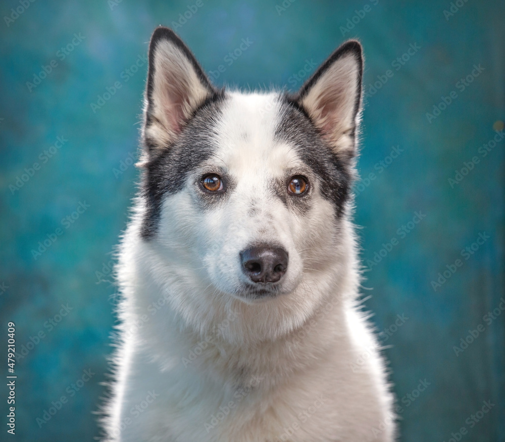 studio shot of a cute dog on an isolated background studio shot of a cute dog on an isolated background