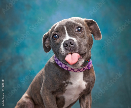 Sticker studio shot of a cute dog on an isolated background