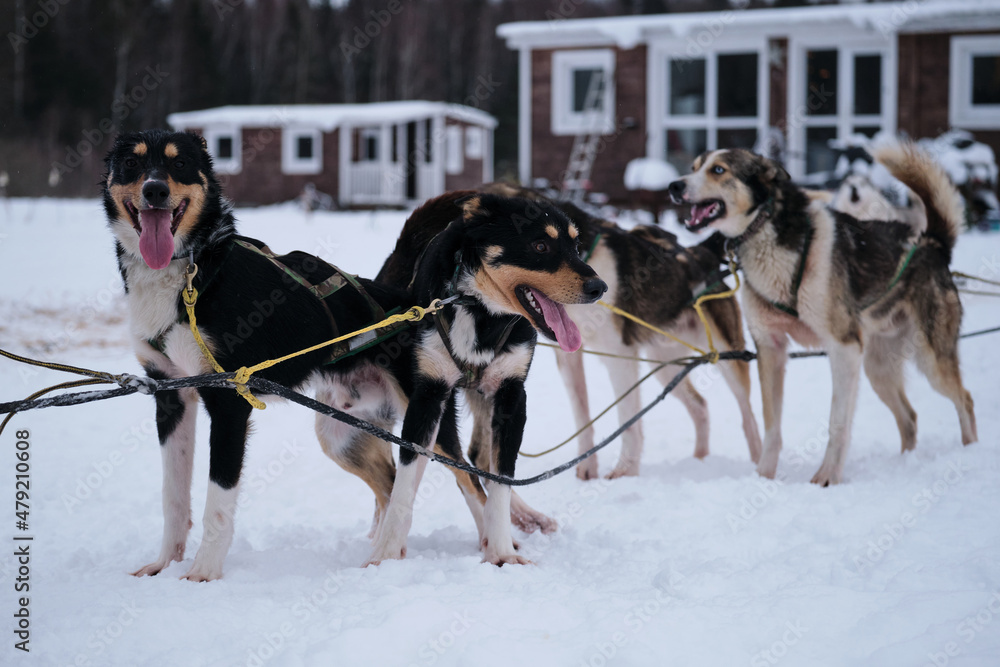 Team is ready to win. Fastest dogs in world. Alaskan huskies are in harness and waiting for start of race. Northern breed of sled dogs, strong and hardy. Team is ready to win. Fastest dogs in world. Alaskan huskies are in harness and waiting for start of race. Northern breed of sled dogs, strong and hardy.