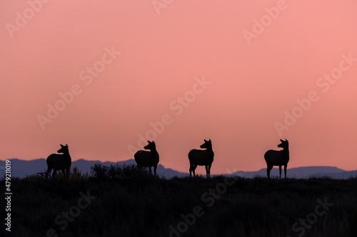 Cow Elk Silhouetted at Sunrise in Wyoming in Autumn
