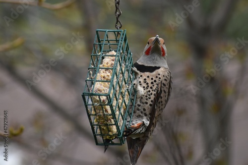 Northern Flicker perched on a suet feeder, facing camera. Out of focus grey treed background. photo