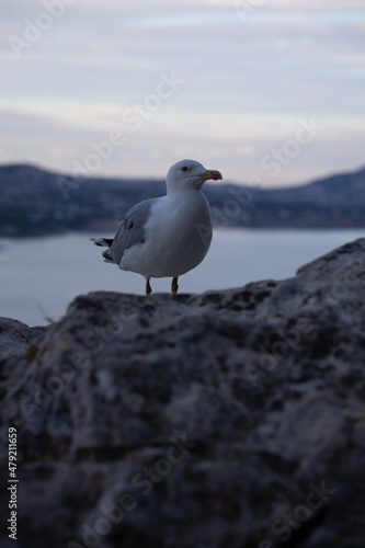 seagull on its rock 