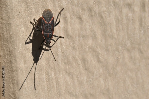 Boxelder Bug standing on a tan wall with shadow.