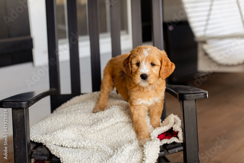 Goldendoodle puppy