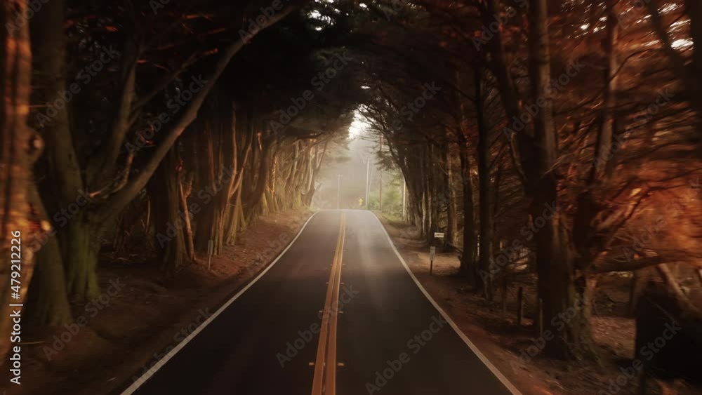 Drone flying backwards above small two lanes countryside road in cypress trees tunnel with truck driving straight. Scenic aerial in dense forest with beautiful golden sunset or sunrise light glow 4K