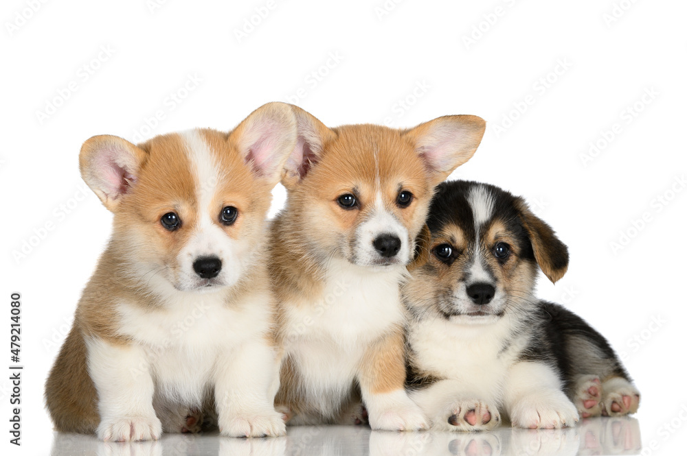 three cute corgi puppies posing on white background