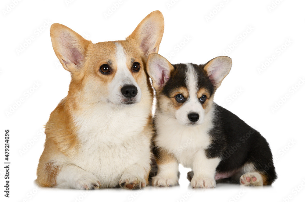 welsh corgi pembroke dog with her puppy on white background