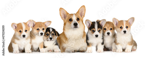 beautiful corgi dog and her six puppies posing together on white background