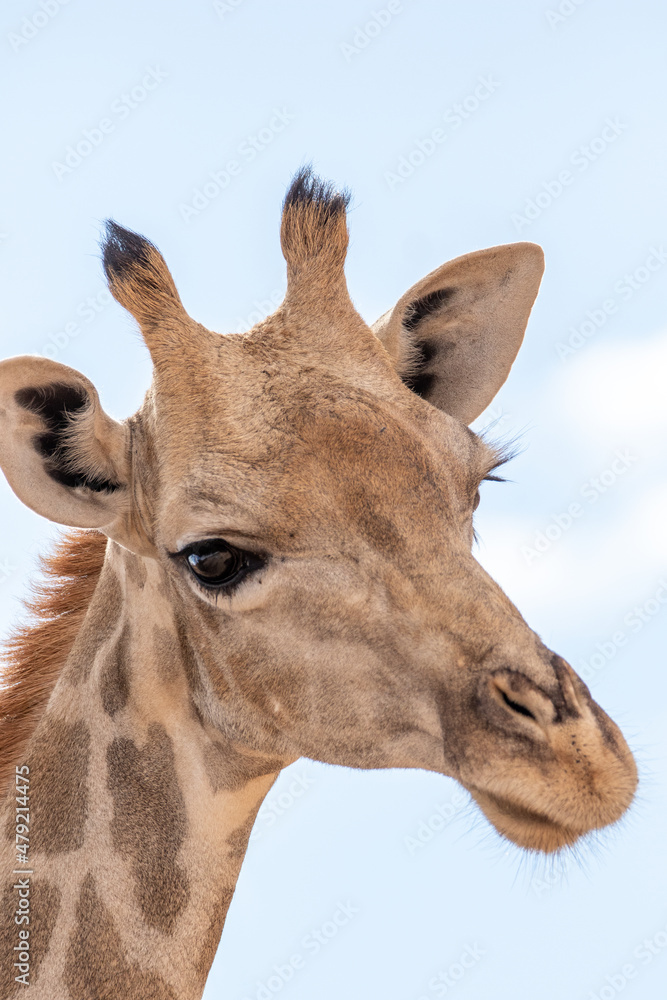 Obraz premium Giraffe in the Kgalagadi