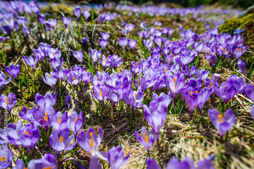 Landscape in the mountains, Valea Sambetei, Fagaras Mountains.