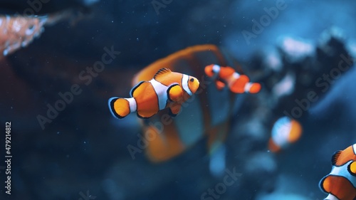 Clownfish swimming in clear blue water. High quality photo