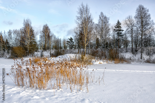 Winter landscape with trees and a lake in the Leningrad region.