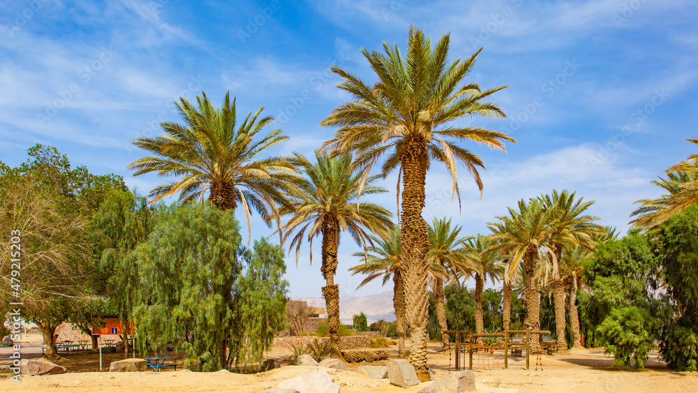 Garden with pate palms