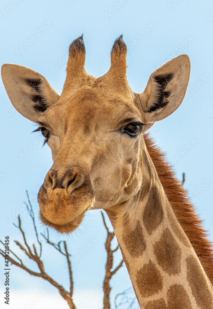 Obraz premium Giraffe in the Kgalagadi