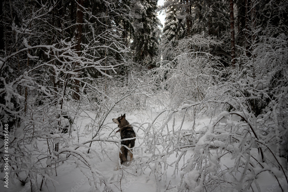 Siberian husky walking in snow covered dense forest