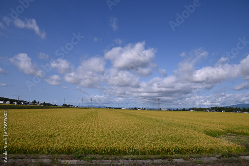 北海道の田舎で実った黄金色の稲穂と青空