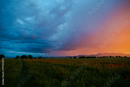 Amazing landscape at the sunset in the poppies field © somra