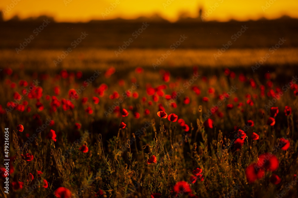 Amazing landscape at the sunset in the poppies field