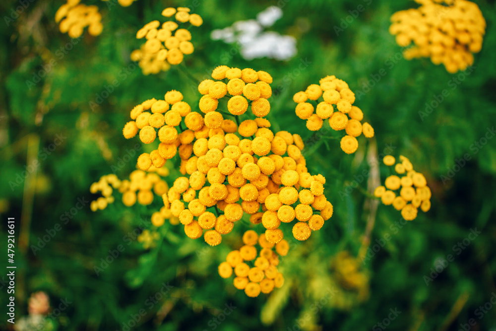 Close up beautiful yellow Tanacetum or tancies flowers, growing on the meadow