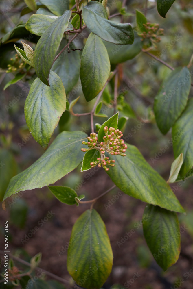 Fototapeta premium Viburnum carlesii 