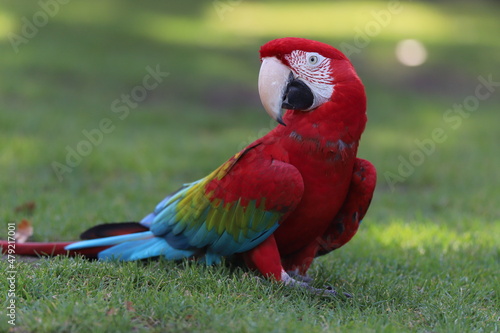 Slika na platnu Perroquet ara rouge