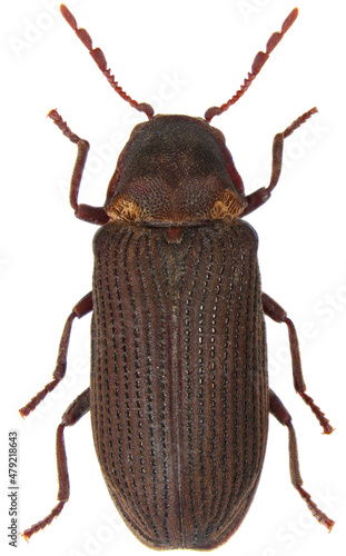 Hadrobregmus pertinax is a species of woodboring beetle from family Anobiidae. Isolated on a white background