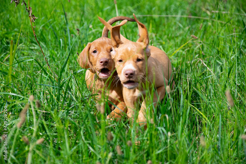 vizslar puppys in the grass