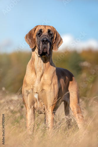 Fototapeta Naklejka Na Ścianę i Meble -  Large Great Dane Dog In Grass
