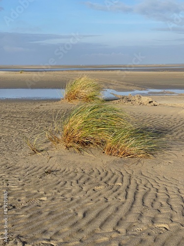 Am Strand der Nordseeinsel Borkum hat sich eine Primärdüne gebildet. Sie ist schon mit Strandgras bewachsen.