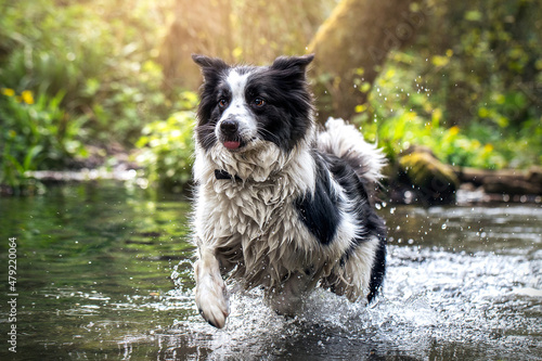 Black and White Border Collie Dog Playing In Water