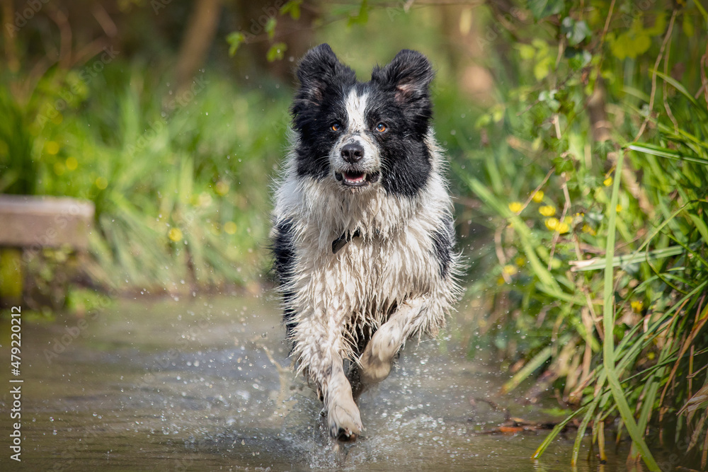 Black and White Border Collie Dog Playing In Water Black and White Border Collie Dog Playing In Water