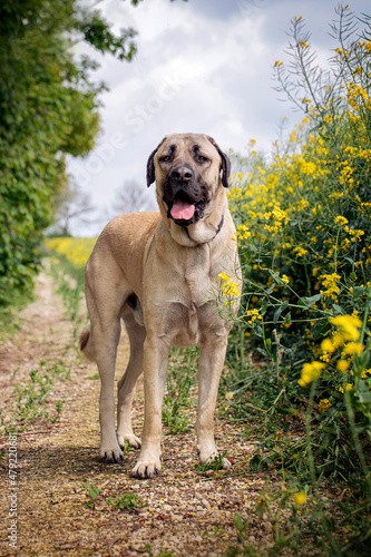 Fototapeta Naklejka Na Ścianę i Meble -  Large Anatolian Shepherd Dog