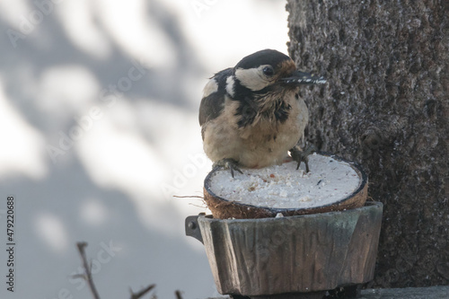 Buntspecht am Futtertrog