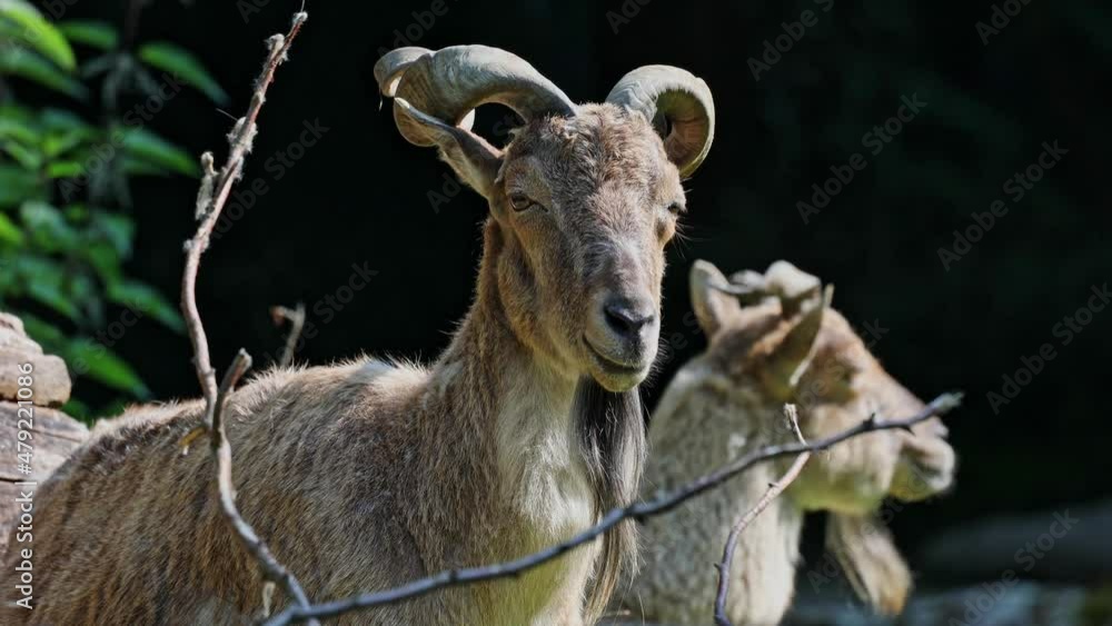 Turkmenian markhor, Capra falconeri heptneri. The name of this species comes from the shape of horns, twisting like a corkscrew or screw. Markhor is one of the symbols of Pakistan Turkmenian markhor, Capra falconeri heptneri. The name of this species comes from the shape of horns, twisting like a corkscrew or screw. Markhor is one of the symbols of Pakistan
