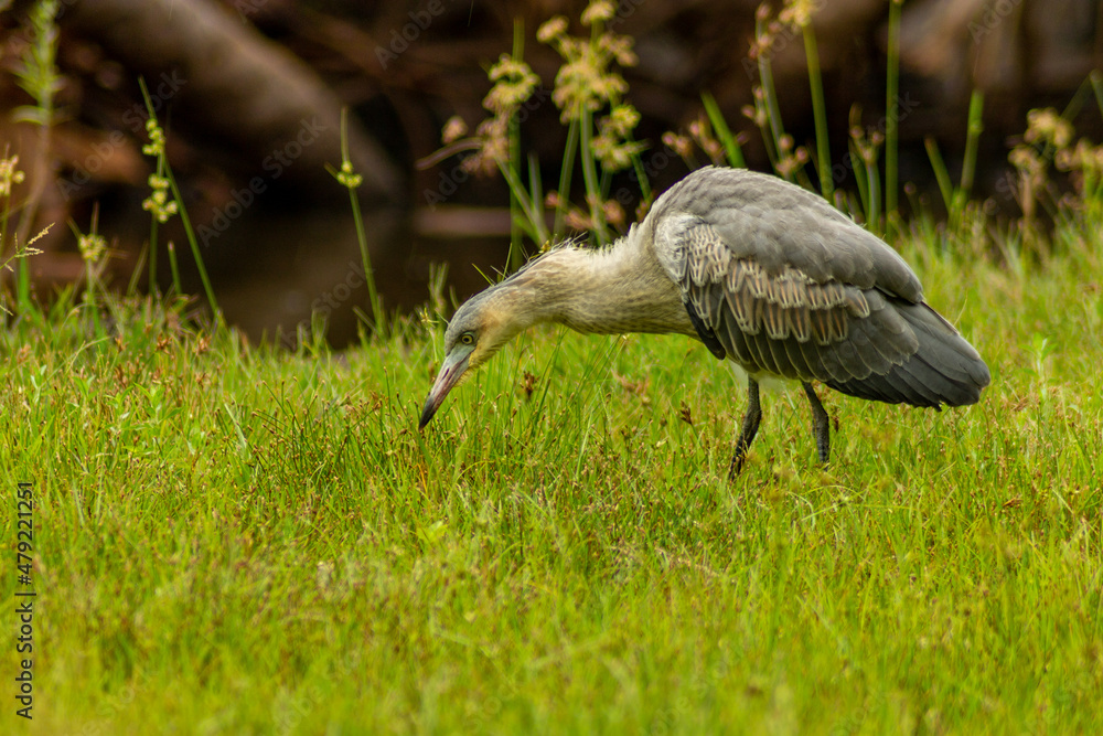 Fototapeta premium seriema eating