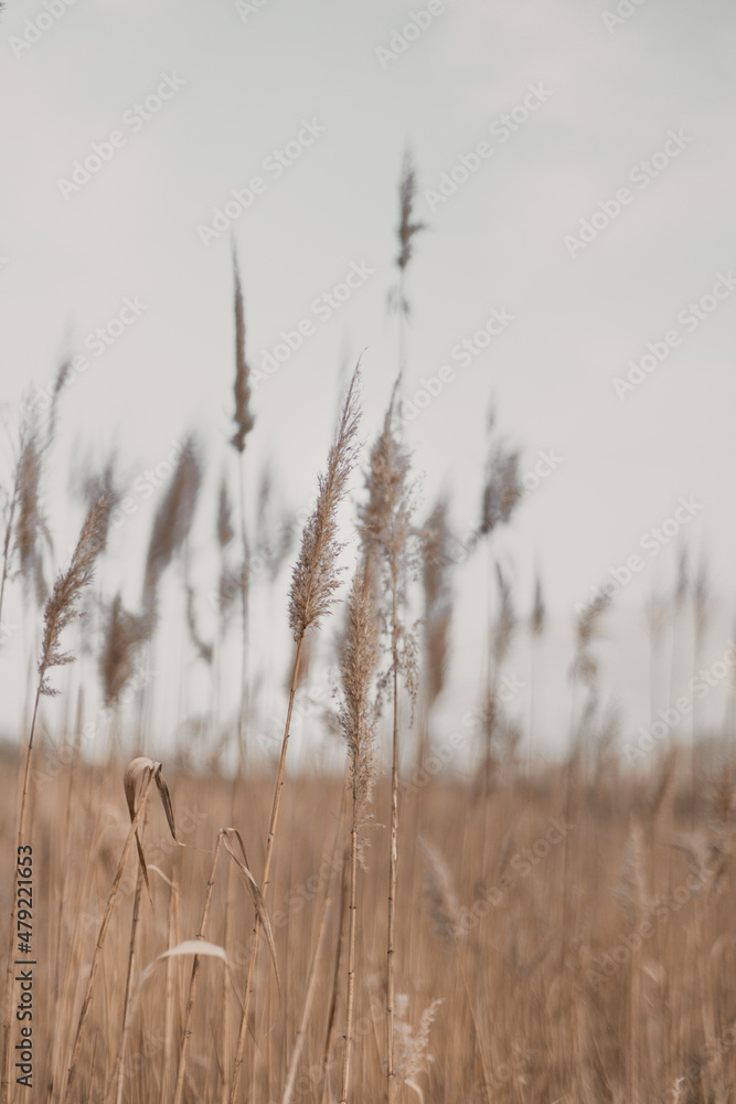 Beautiful natural landscape with dry flowers of the pampas grass moving in the wind. Beautiful natural landscape with dry flowers of the pampas grass moving in the wind.
