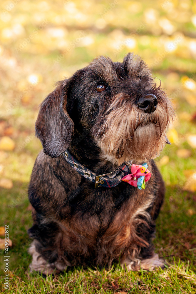 Old Wire Haired Dachshund Dog Old Wire Haired Dachshund Dog