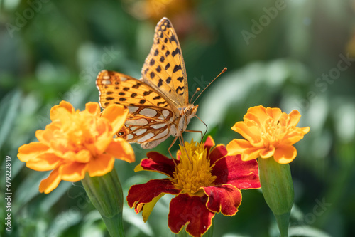 A butterfly, a queen of Spain fritillary, lat. Issoria lathonia, sitting on a red and yellow flower and drinks nectar with its proboscis. Butterfly collects nectar on flower. photo