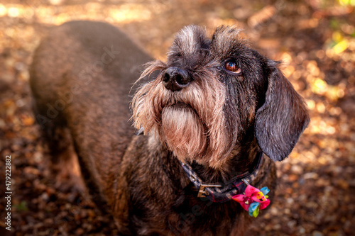 Old Wire Haired Dachshund Dog