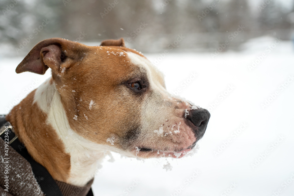 Close up portrait of a beautiful dog with snowflakes on his face. American Staffordshire Terrier on a winter walk.