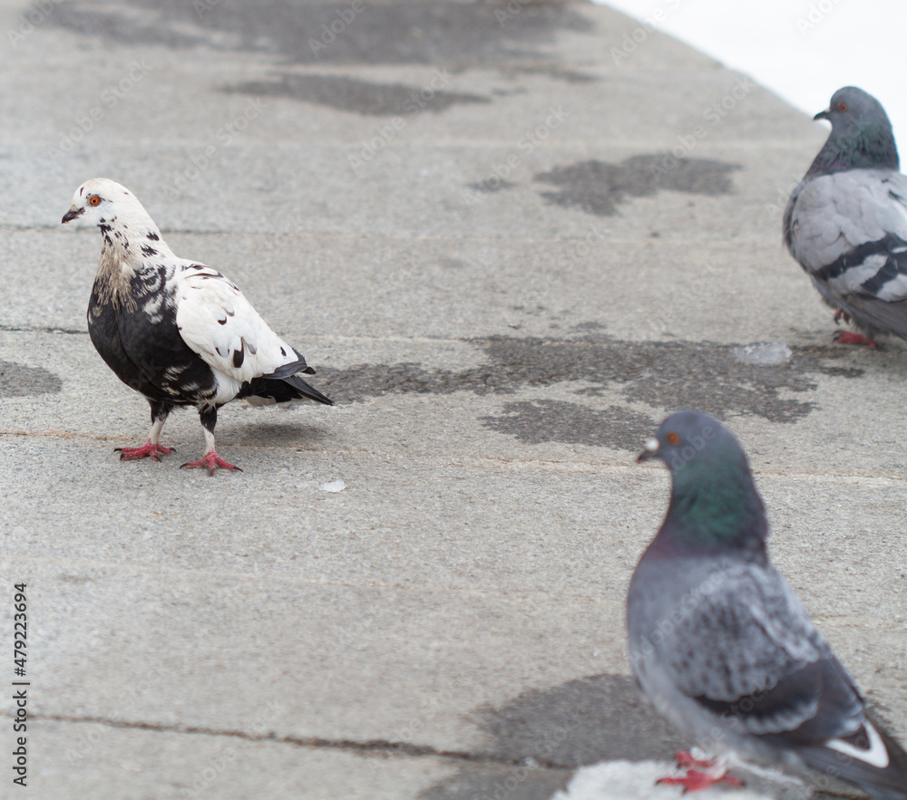 Fototapeta premium Doves in the winter park looking for food